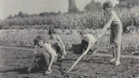 Obr. 1: Práce na poli s česnekem v říjnu 1962